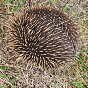 Tachyglossus aculeatus at Strathnairn, ACT - 17 Jul 2024