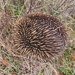 Tachyglossus aculeatus at Strathnairn, ACT - 17 Jul 2024