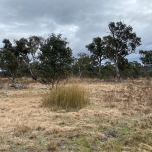 Austrostipa verticillata at Hume, ACT - suppressed