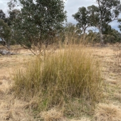 Austrostipa verticillata at Hume, ACT - suppressed