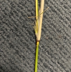 Austrostipa verticillata at Hume, ACT - suppressed