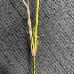 Austrostipa verticillata at Hume, ACT - 17 Jul 2024