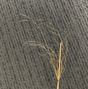 Austrostipa verticillata at Hume, ACT - suppressed