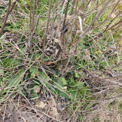 Salvia verbenaca var. verbenaca (Wild Sage) at Whitlam, ACT - 17 Jul 2024 by Jiggy