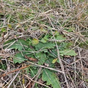 Salvia verbenaca var. verbenaca at Whitlam, ACT - 17 Jul 2024 03:10 PM