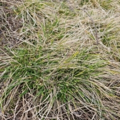 Nassella neesiana (Chilean Needlegrass) at Whitlam, ACT - 17 Jul 2024 by Jiggy