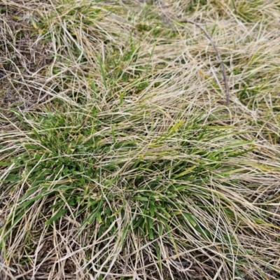 Nassella neesiana (Chilean Needlegrass) at Whitlam, ACT - 17 Jul 2024 by Jiggy