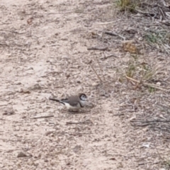 Stizoptera bichenovii (Double-barred Finch) at Kambah, ACT - 17 Jul 2024 by UserXblMvmNG