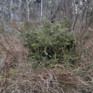 Grevillea lanigera at Acton, ACT - 16 Jul 2024