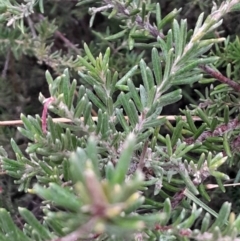 Grevillea lanigera at Acton, ACT - 16 Jul 2024