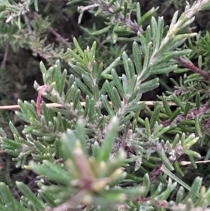 Grevillea lanigera at Acton, ACT - 16 Jul 2024