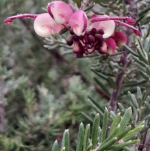 Grevillea lanigera at Acton, ACT - 16 Jul 2024