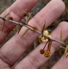 Acacia ulicifolia (Prickly Moses) at O'Connor, ACT - 16 Jul 2024 by Venture