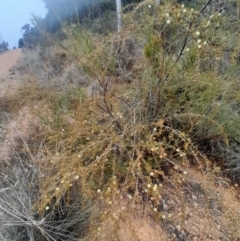 Acacia ulicifolia at O'Connor, ACT - 16 Jul 2024