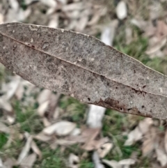 Eucalyptus blakelyi (Blakely's Red Gum) at O'Connor, ACT - 16 Jul 2024 by Venture