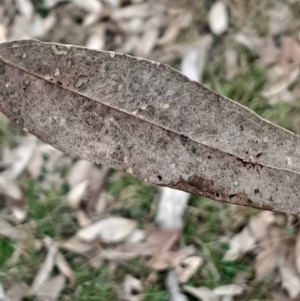 Eucalyptus blakelyi at O'Connor, ACT - 16 Jul 2024