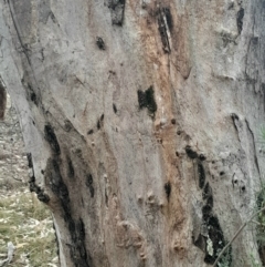 Eucalyptus blakelyi at O'Connor, ACT - 16 Jul 2024