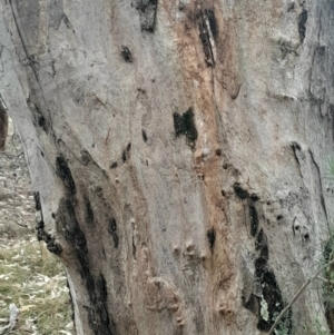 Eucalyptus blakelyi at O'Connor, ACT - 16 Jul 2024 03:29 PM