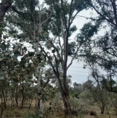 Eucalyptus blakelyi at O'Connor, ACT - 16 Jul 2024