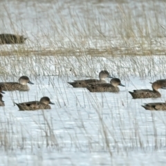 Anas gracilis (Grey Teal) at Winton North, VIC - 15 Jul 2024 by jb2602