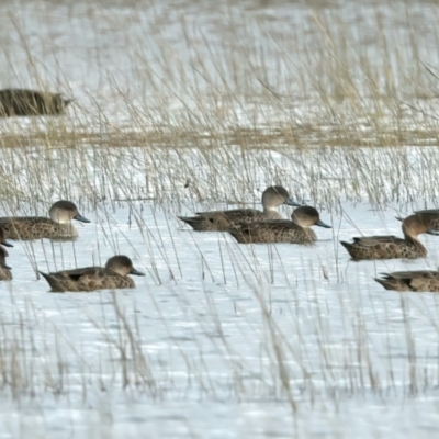 Anas gracilis (Grey Teal) at Winton North, VIC - 15 Jul 2024 by jb2602