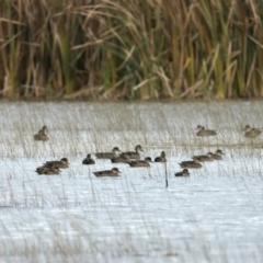 Anas gracilis at Winton North, VIC - 15 Jul 2024