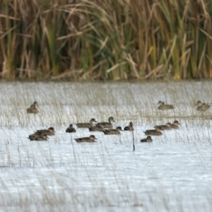 Anas gracilis at Winton North, VIC - 15 Jul 2024