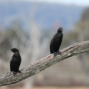 Phalacrocorax sulcirostris at Winton North, VIC - 15 Jul 2024