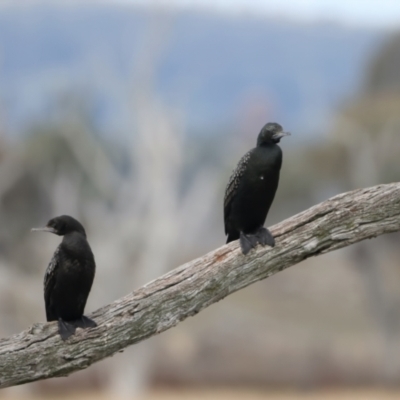 Phalacrocorax sulcirostris (Little Black Cormorant) at Winton Wetlands - 15 Jul 2024 by jb2602