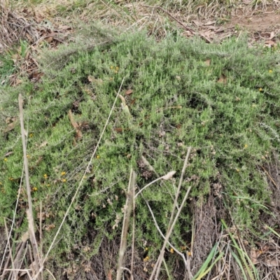 Chrysocephalum semipapposum (Clustered Everlasting) at Collector, NSW - 17 Jul 2024 by trevorpreston