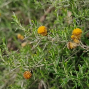 Chrysocephalum semipapposum at Collector, NSW - 17 Jul 2024 03:39 PM