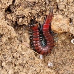 Cormocephalus sp.(genus) (Scolopendrid Centipede) at Collector, NSW - 17 Jul 2024 by trevorpreston