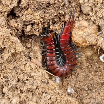 Cormocephalus sp.(genus) (Scolopendrid Centipede) at Collector, NSW - 17 Jul 2024 by trevorpreston