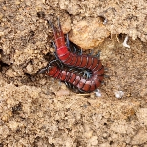 Cormocephalus sp.(genus) at Collector, NSW - 17 Jul 2024