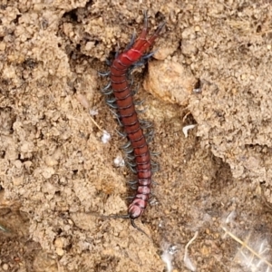 Cormocephalus sp.(genus) at Collector, NSW - 17 Jul 2024