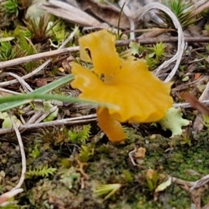 Lichenomphalia chromacea at Collector, NSW - 17 Jul 2024