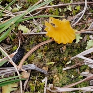 Lichenomphalia chromacea at Collector, NSW - 17 Jul 2024