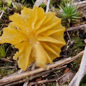 Lichenomphalia chromacea at Collector, NSW - 17 Jul 2024