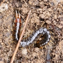 Scolopendromorpha (order) at Collector, NSW - 17 Jul 2024 by trevorpreston