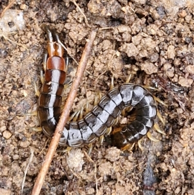 Scolopendromorpha (order) (A centipede) at Collector, NSW - 17 Jul 2024 by trevorpreston