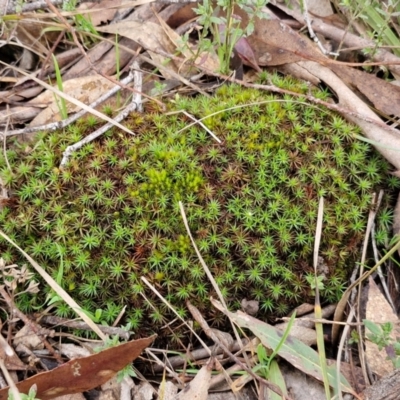 Polytrichaceae sp. (family) at Collector, NSW - 17 Jul 2024 by trevorpreston