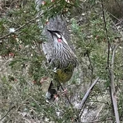 Anthochaera carunculata (Red Wattlebird) at Aranda, ACT - 17 Jul 2024 by lbradley