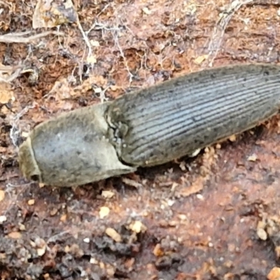 Monocrepidus sp. (genus) (Click beetle) at Collector, NSW - 17 Jul 2024 by trevorpreston