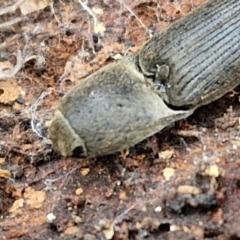 Monocrepidus sp. (genus) at Collector, NSW - 17 Jul 2024