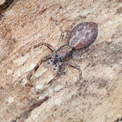 Helpis minitabunda (Threatening jumping spider) at Collector, NSW - 17 Jul 2024 by trevorpreston