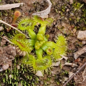 Drosera sp. at Collector, NSW - 17 Jul 2024