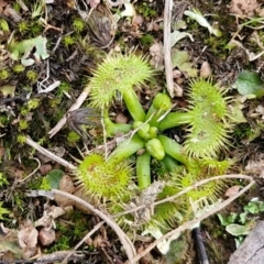 Drosera sp. at Collector, NSW - 17 Jul 2024 03:17 PM