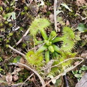 Drosera sp. at Collector, NSW - 17 Jul 2024