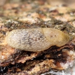 Arion intermedius (Hedgehog Slug) at Collector, NSW - 17 Jul 2024 by trevorpreston