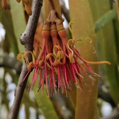 Amyema miquelii (Box Mistletoe) at Collector, NSW - 17 Jul 2024 by trevorpreston